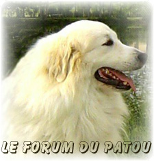 chien