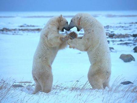 deux ours