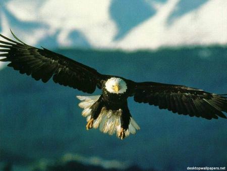 aigle