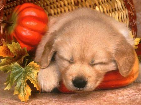 chien