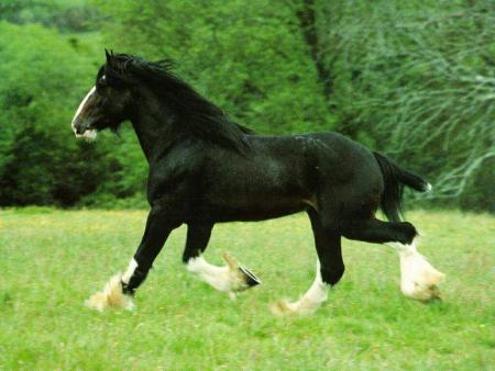 cheval noire