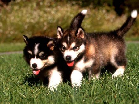deux petits chiens