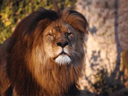 le roi lion