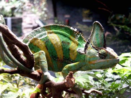 cameleon