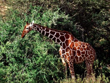 girafe