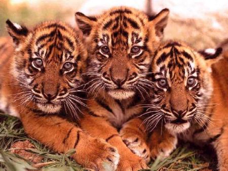 enfants de tigre