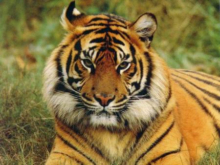 tigre