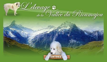 chien