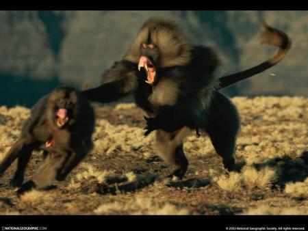 singes