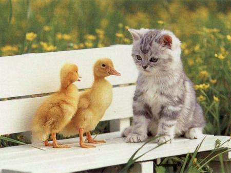 chat et deux canards