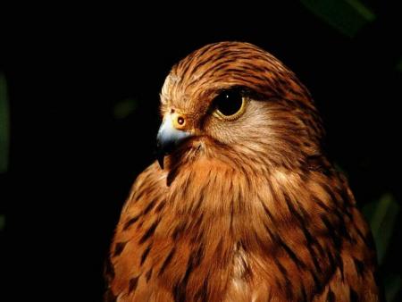 un aigle